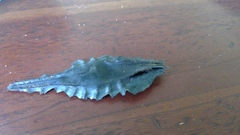 Callorhinchus milii