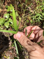 Desmodium tenuifolium