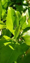 Sibovia sagata