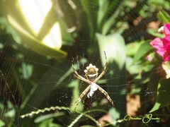 Argiope argentata