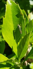 Sibovia sagata