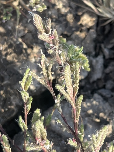 California orcutt grass (Orcuttia californica)