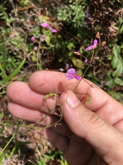 Desmodium tenuifolium