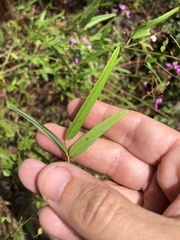 Desmodium tenuifolium