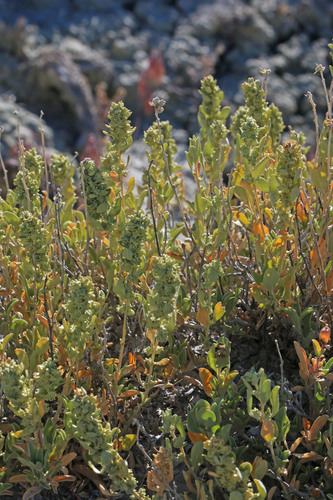 Atriplex cuneata A. Nelson
