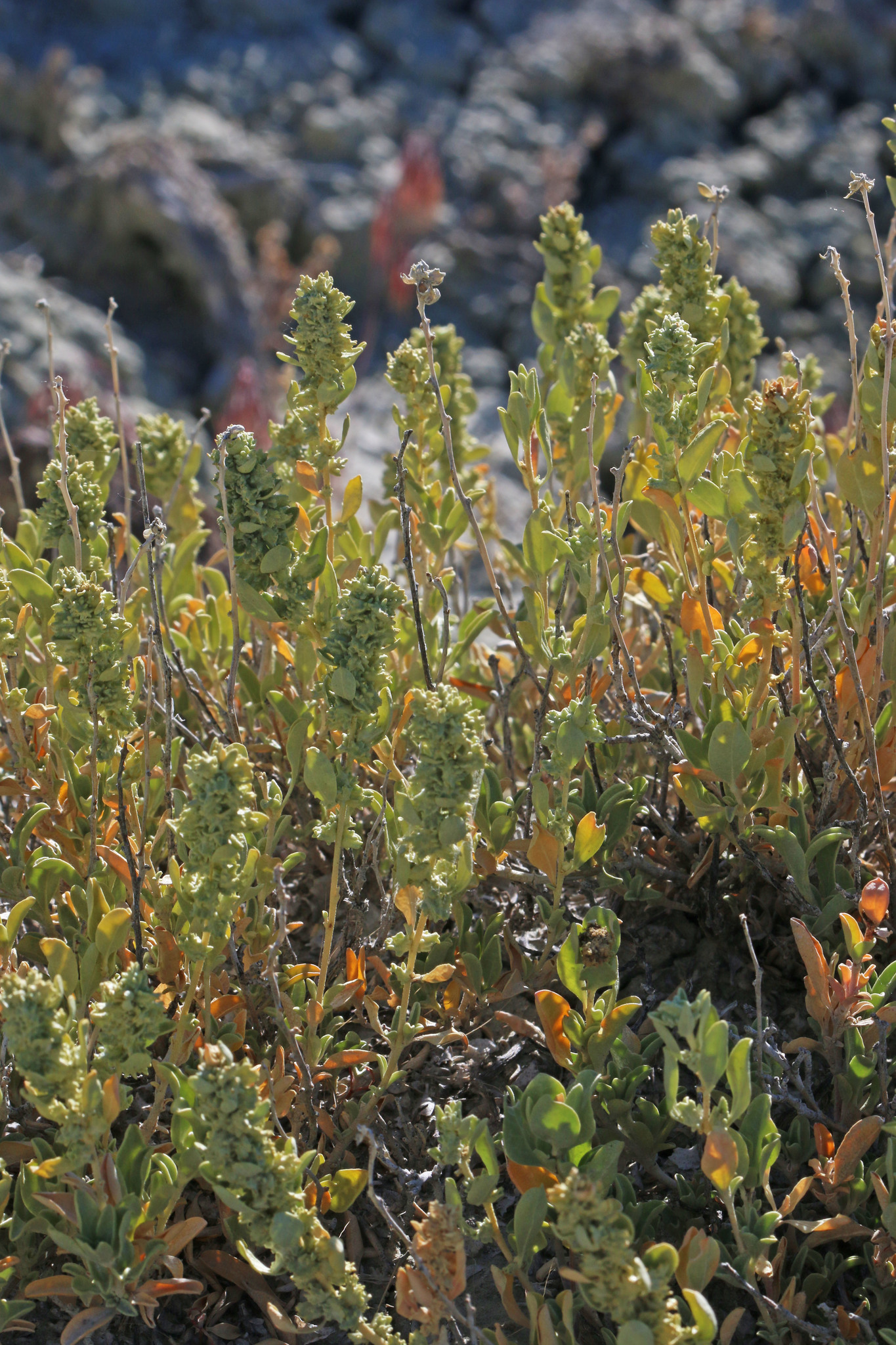 Atriplex gardneri var. cuneata
