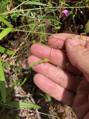 Desmodium tenuifolium