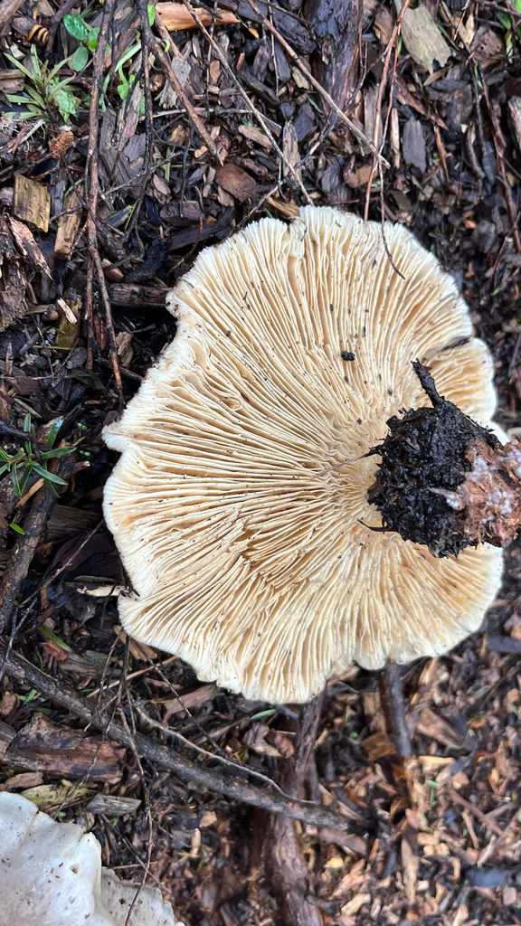 Clitocybe nebularis · June 2025 · photo: © parkecology (iNaturalist, cc-by)