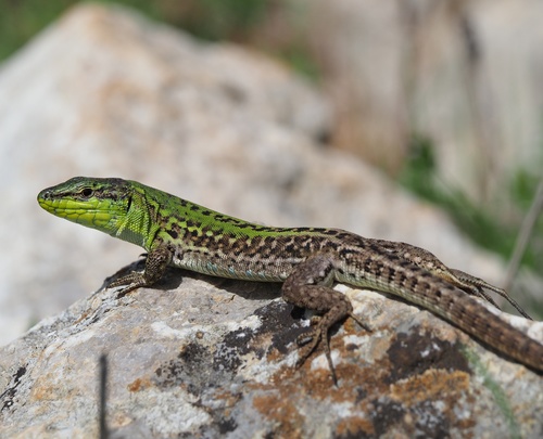 Italian Wall Lizard, photo 8 of 9