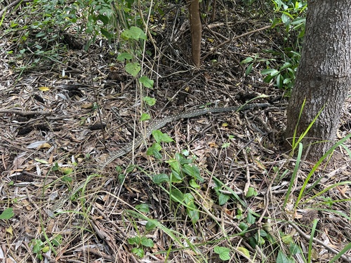 Coastal Carpet Python sighting