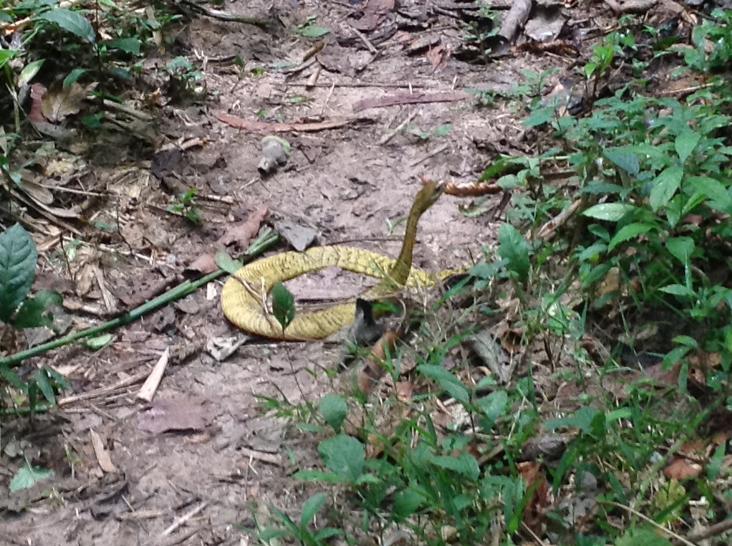 Amazon False Fer-de-lance from Manú Province, Peru on June 11, 2019 at ...