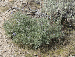 Lupinus argenteus montigenus