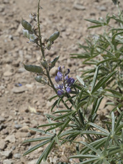 Lupinus argenteus montigenus