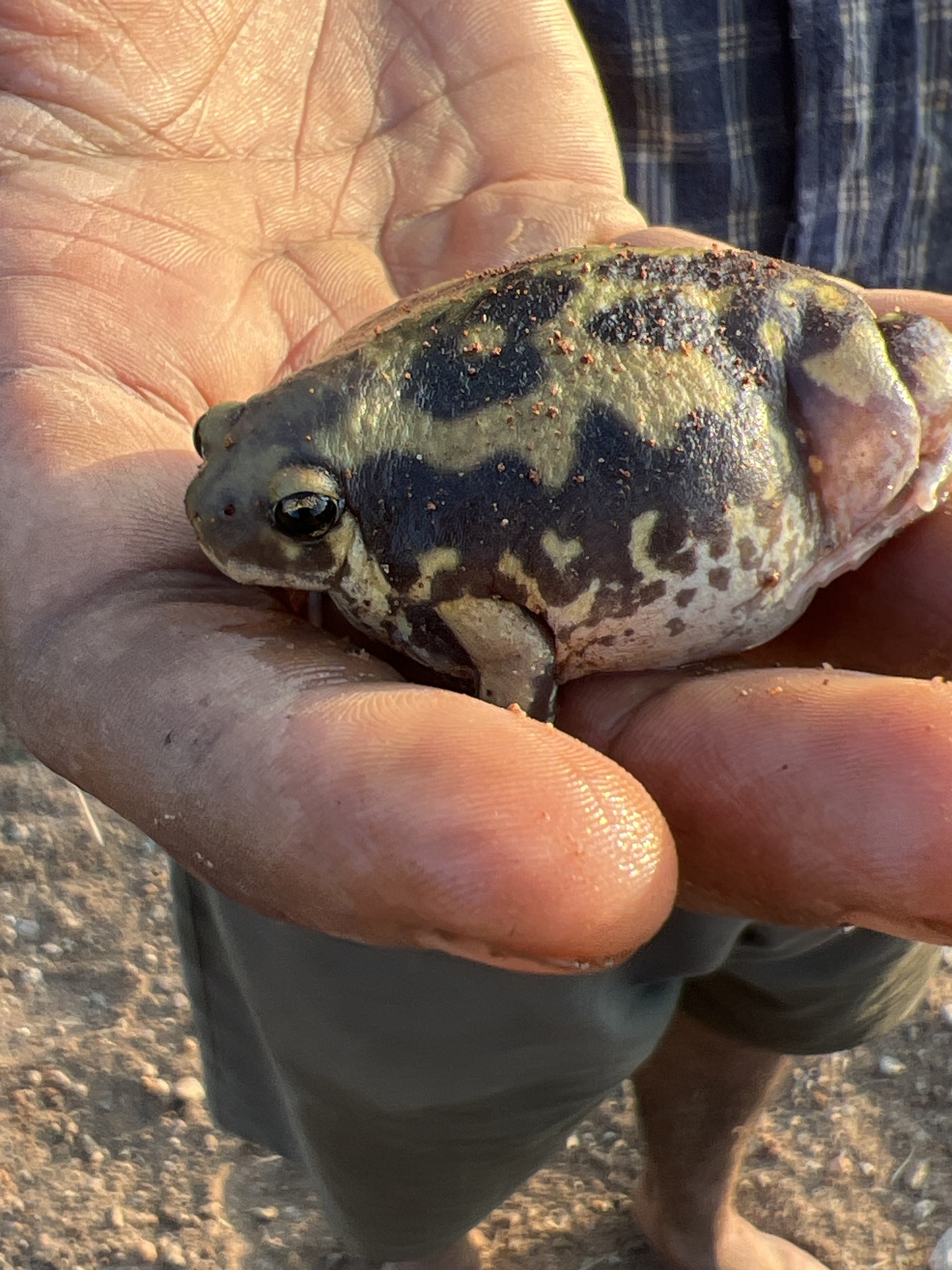 Marbled Balloon Frog