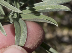 Lupinus argenteus montigenus