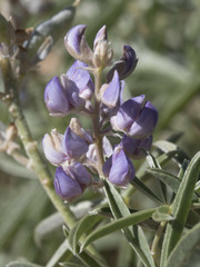 Lupinus argenteus montigenus