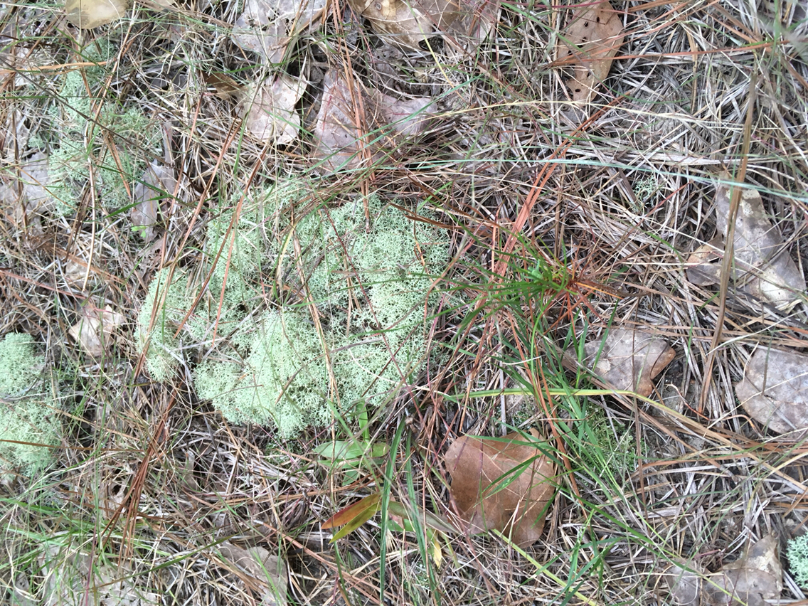 Cladonia rangiferina image