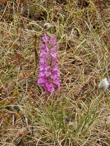 Woolly Lousewort