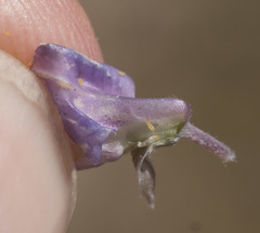 Lupinus argenteus montigenus
