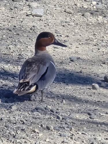 Green-winged Teal
