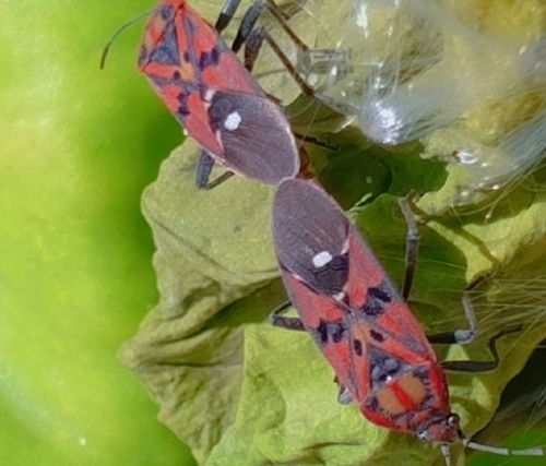 Indian Milkweed Bug