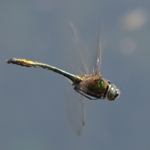 ligotavka medená (Cordulia aenea)