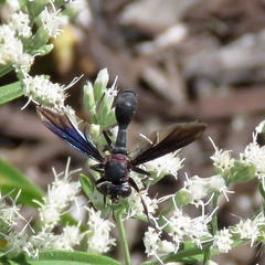 Physocephala floridana