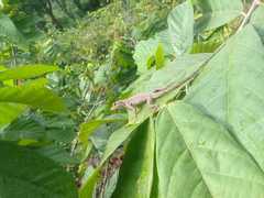 Anolis sulcifrons