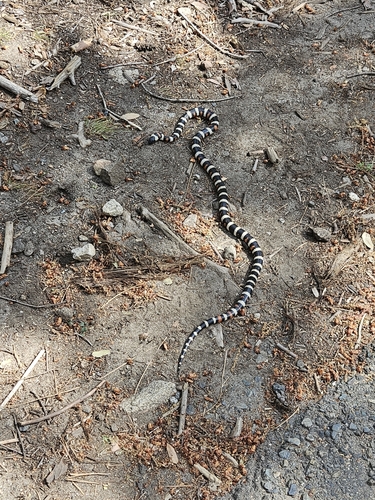 iNaturalist observation photo of California Mountain Kingsnake