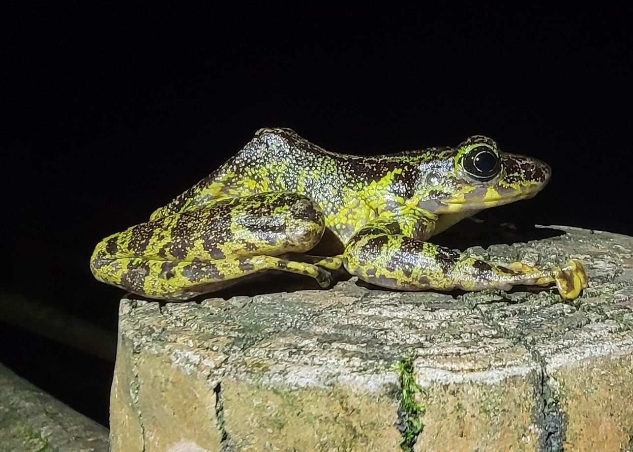 Chapa Torrent Frog photo 2