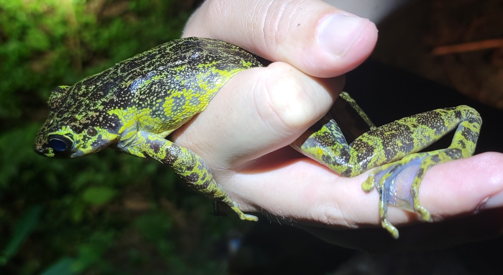 Chapa Torrent Frog photo 3