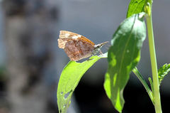 Libytheana carinenta