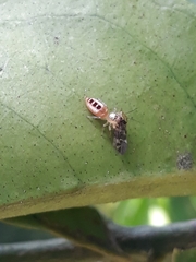 Cotinusa