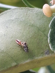 Cotinusa