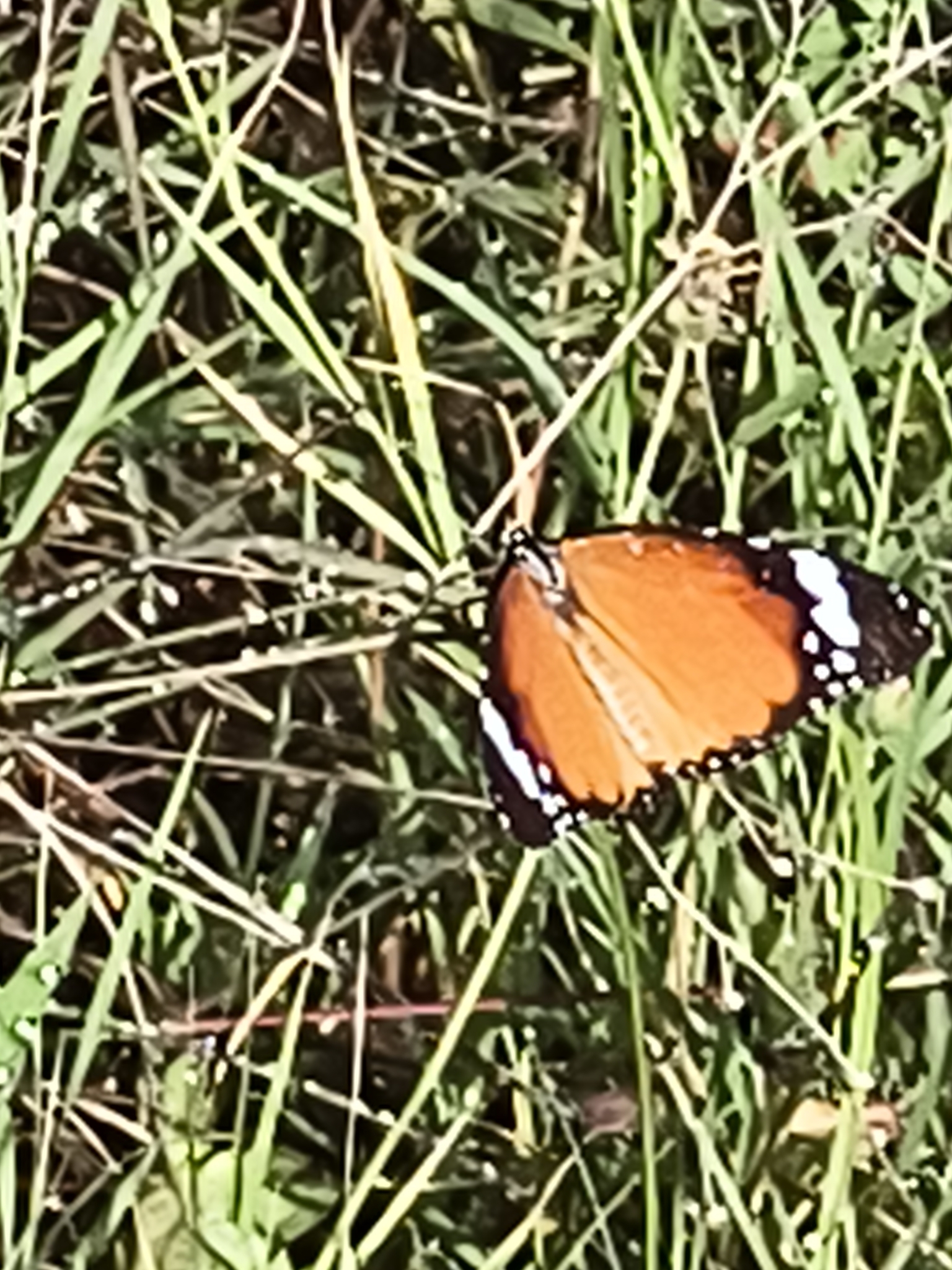 Plain Tiger