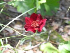 Cosmos concolor