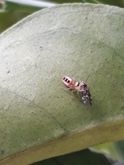 Cotinusa