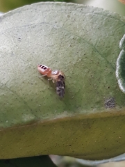 Cotinusa