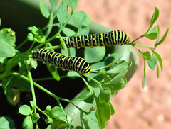 Papilio polyxenes asterius