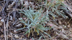 Chaenactis santolinoides