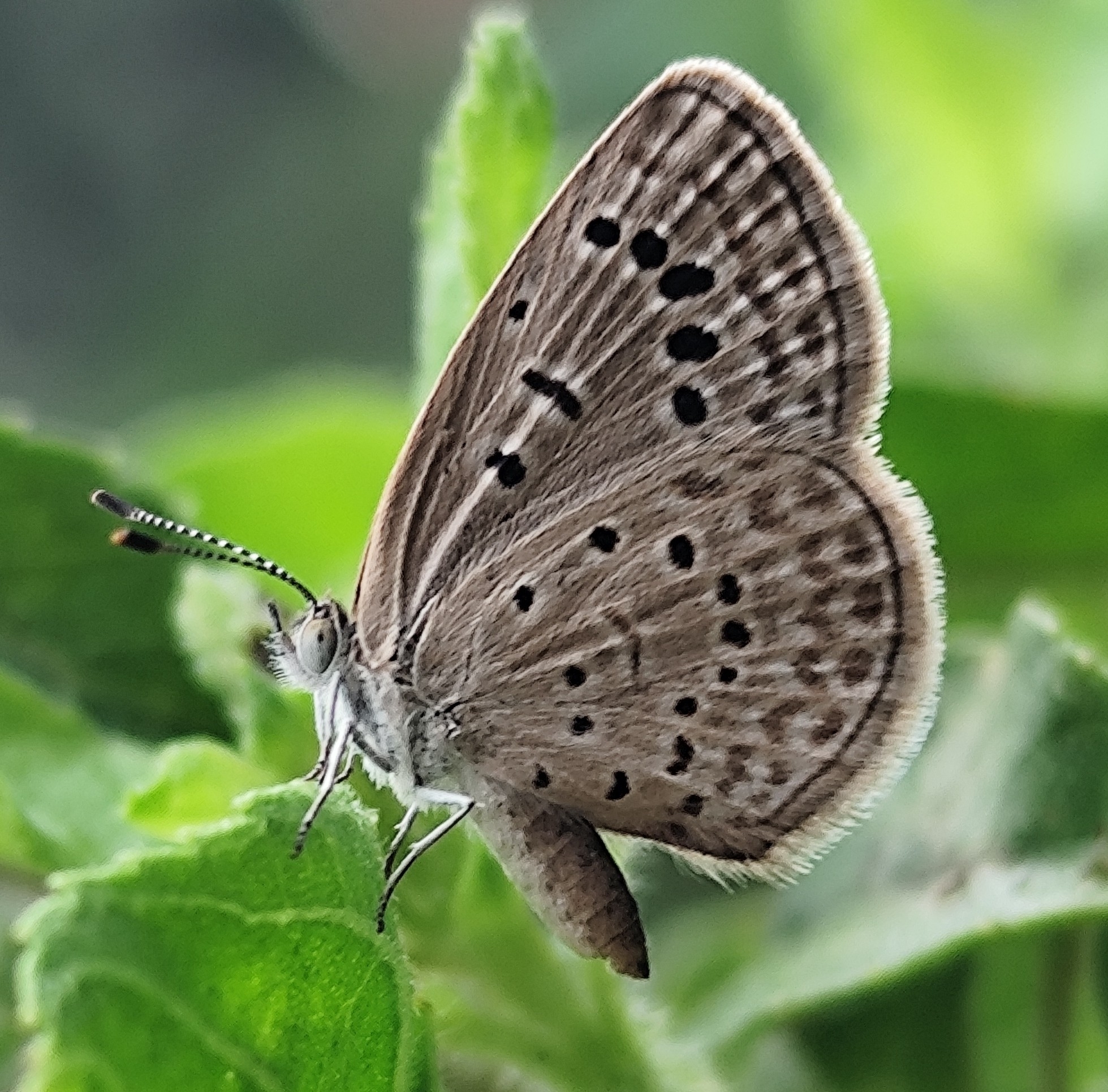 Dark Grass Blue