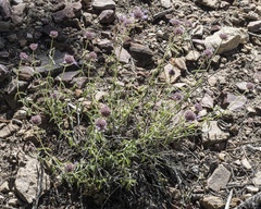 Monardella odoratissima glauca
