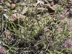 Monardella odoratissima glauca