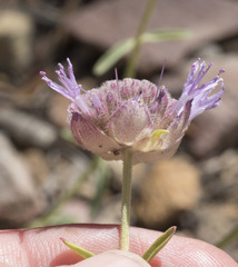 Monardella odoratissima glauca