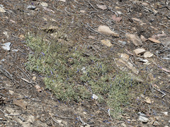 Penstemon scapoides