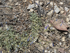 Penstemon scapoides