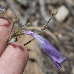 Penstemon scapoides
