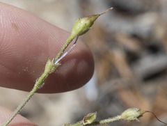 Penstemon scapoides