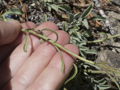 Penstemon scapoides