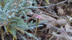 Chaenactis santolinoides